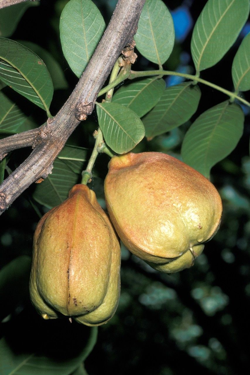 <p>Unripe Ackee Fruit