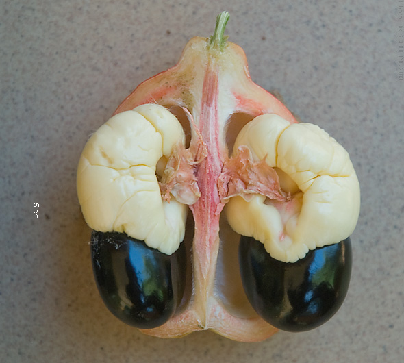 <p>Ackee Fruit Seed and Aril in Natural Ripe State