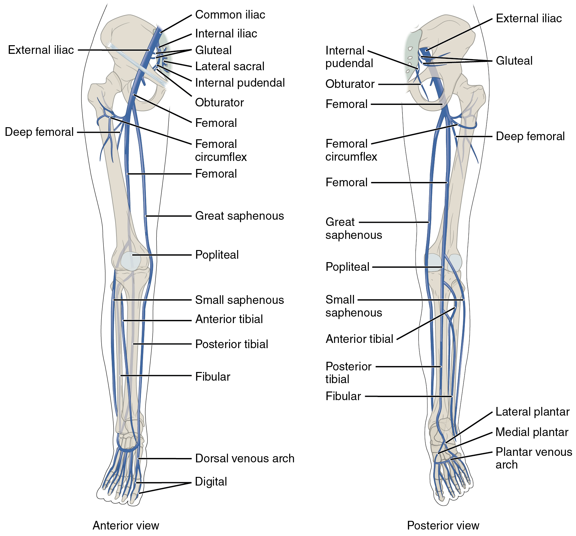 <p>Venous Anatomy of the Lower Limb