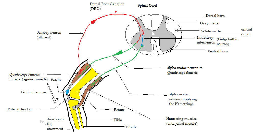 <p>Patellar Tendon Reflex Arc