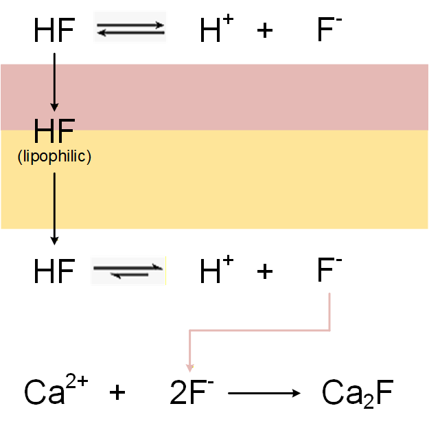 <p>Mechanism of Hydrofluoric Acid Burn Injury