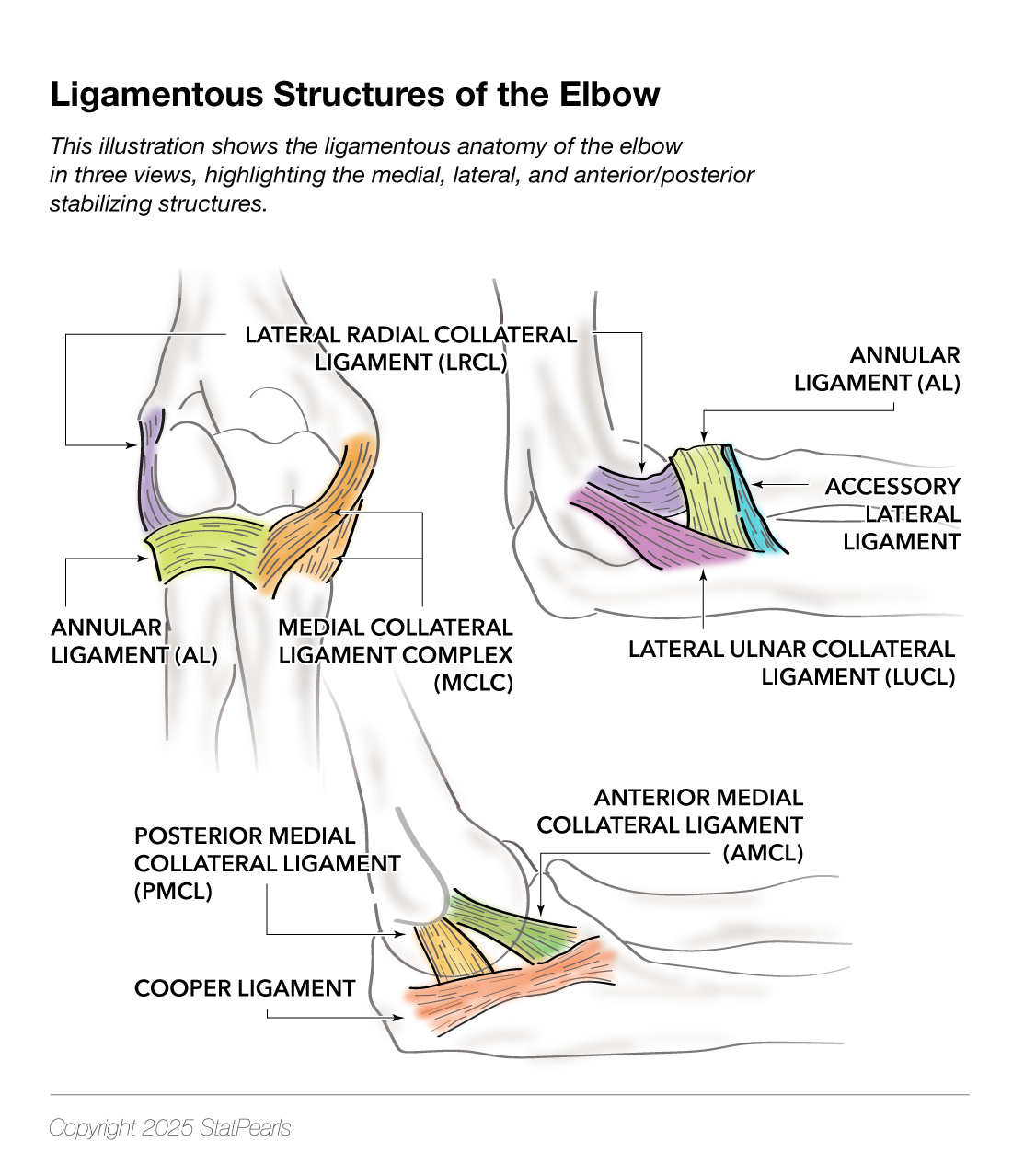 <p>Ligamentous Structures of the Elbow