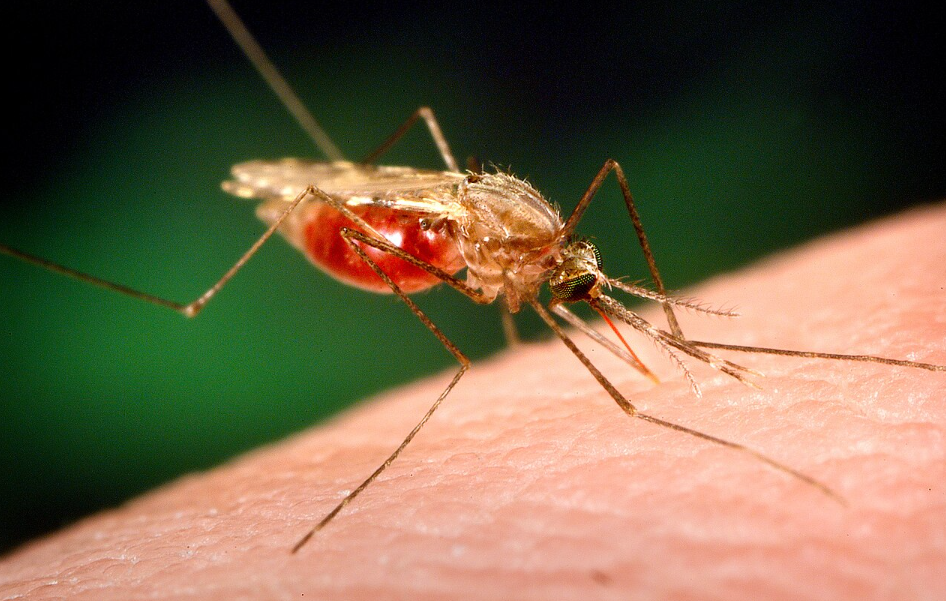 <p>Anopheles Species Mosquito.</p>