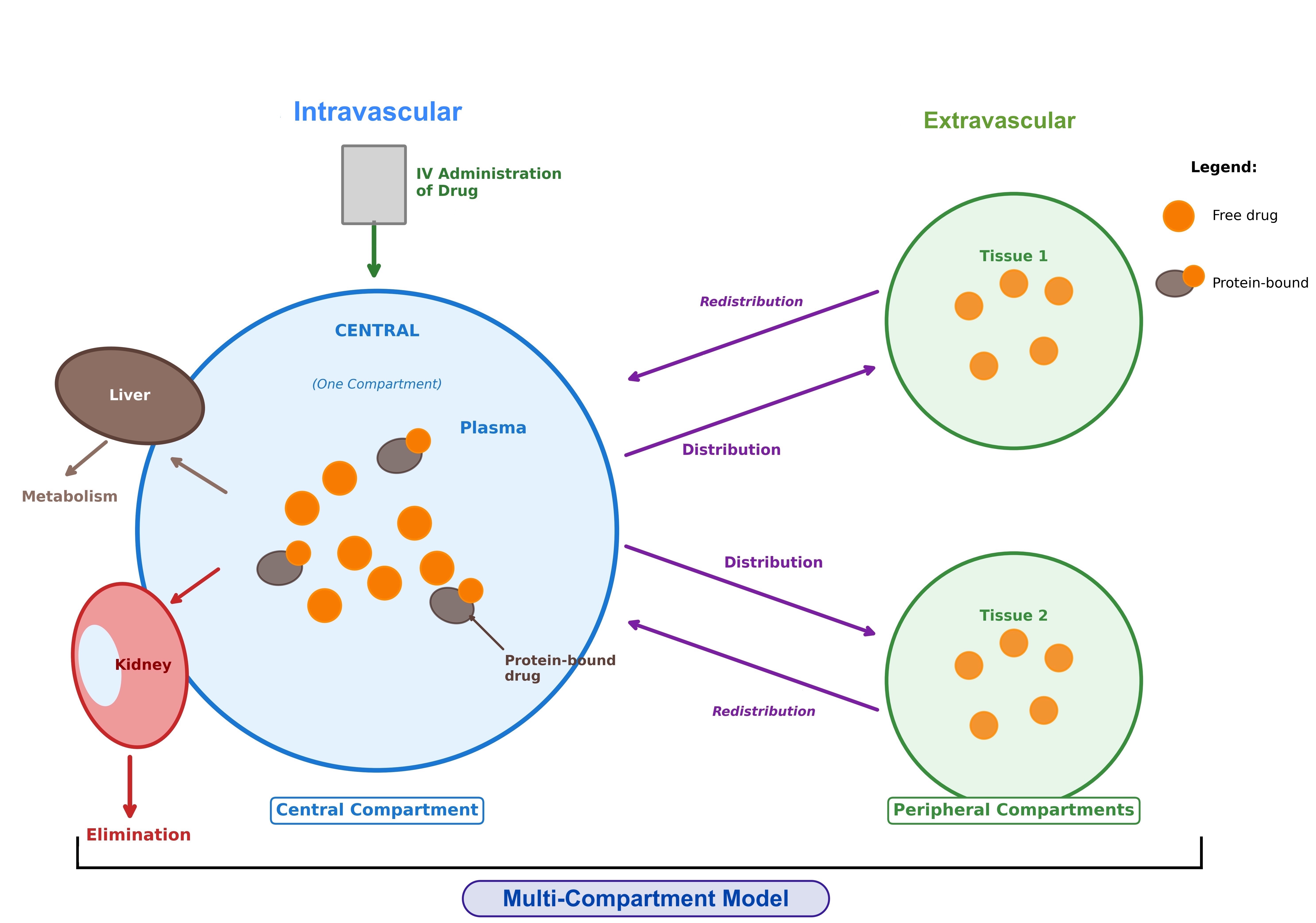 <p>Single- Versus Multi-Compartment Model of Distribution.</p>