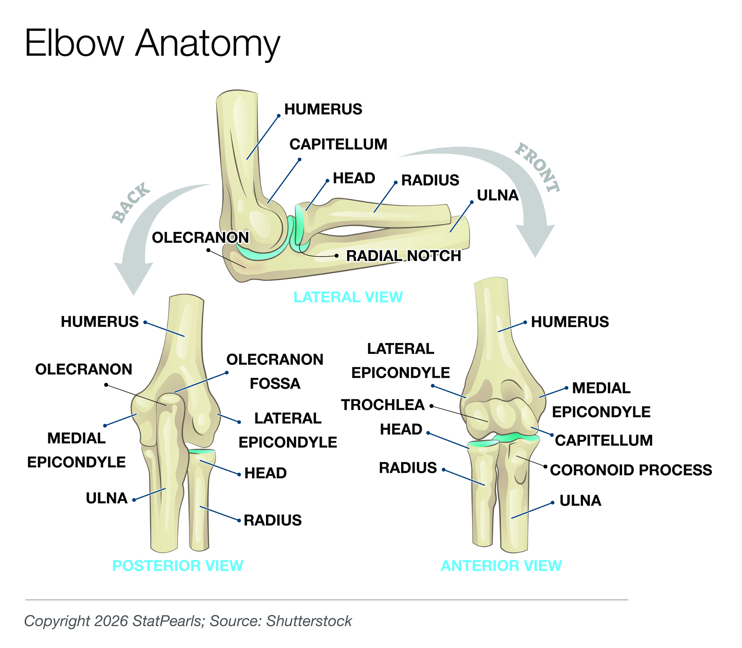 <p>Osseous Anatomy of the Right Elbow Joint