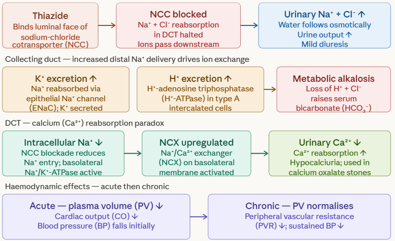 <p>Mechanism of Action of Hydrochlorothiazide&nbsp;</p>