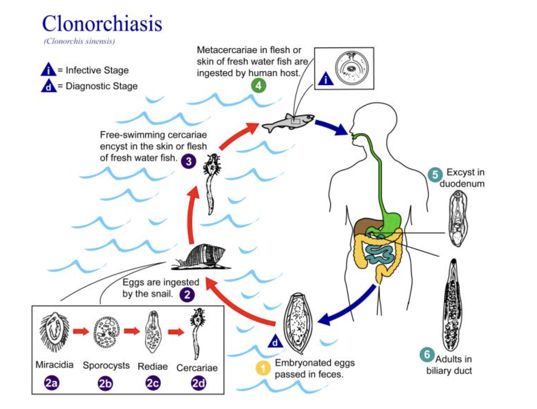 <p>Clonorchis Life Cycle
