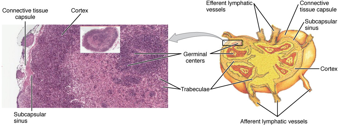 <p>Structure and Histology of a Lymph Node