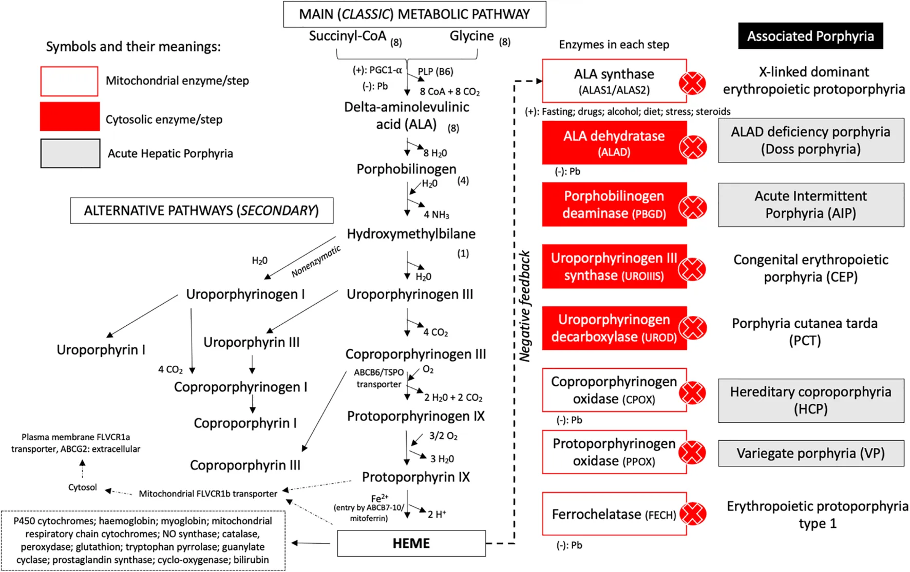 <p>Enzymatic Steps of Heme Synthesis and Related Porphyrias