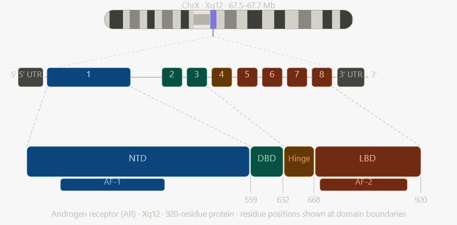 <p>Genomic Organization and Protein Domain Architecture of the Human Androgen Receptor