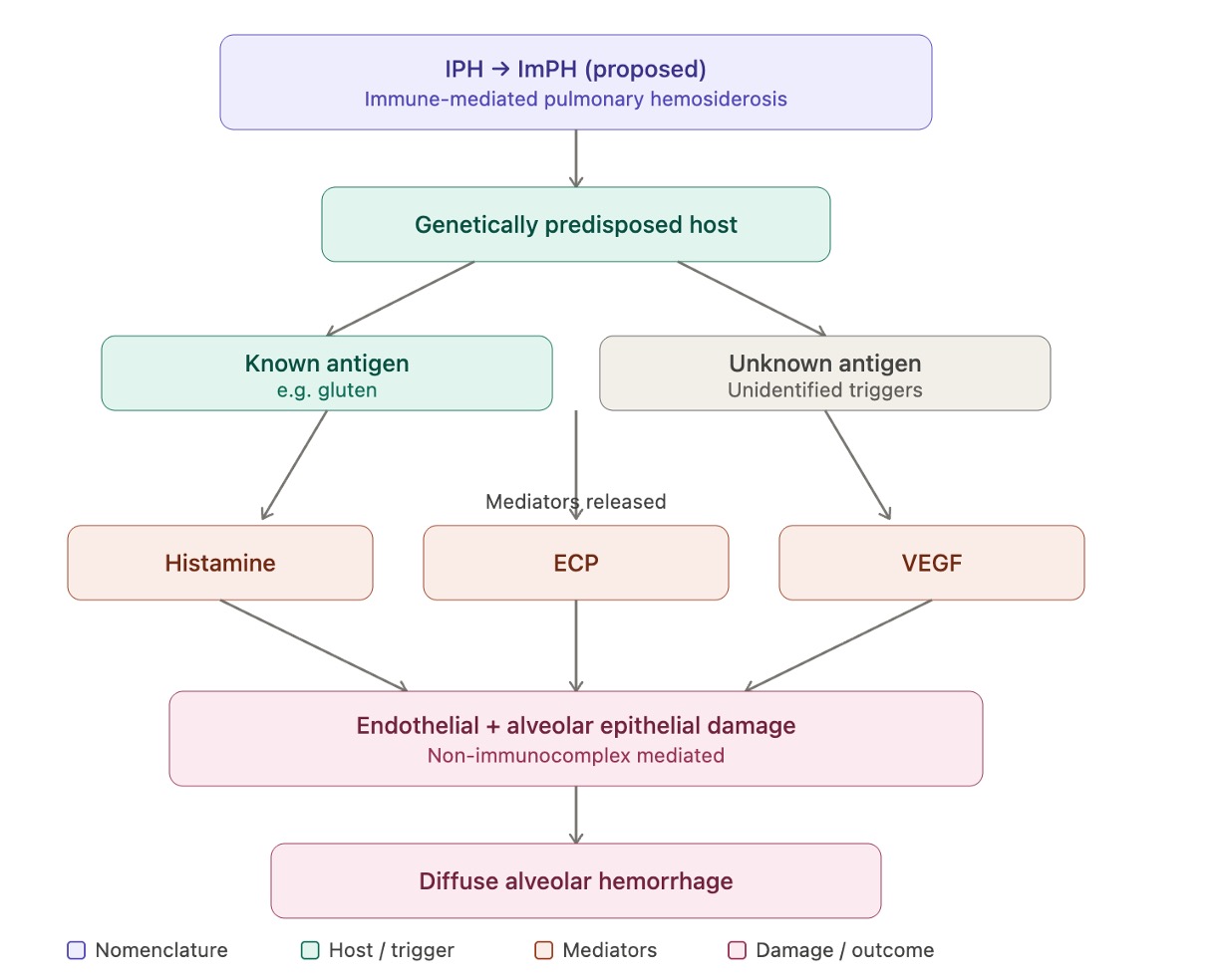 <p>Immune-Mediated Pulmonary Hemosiderosis