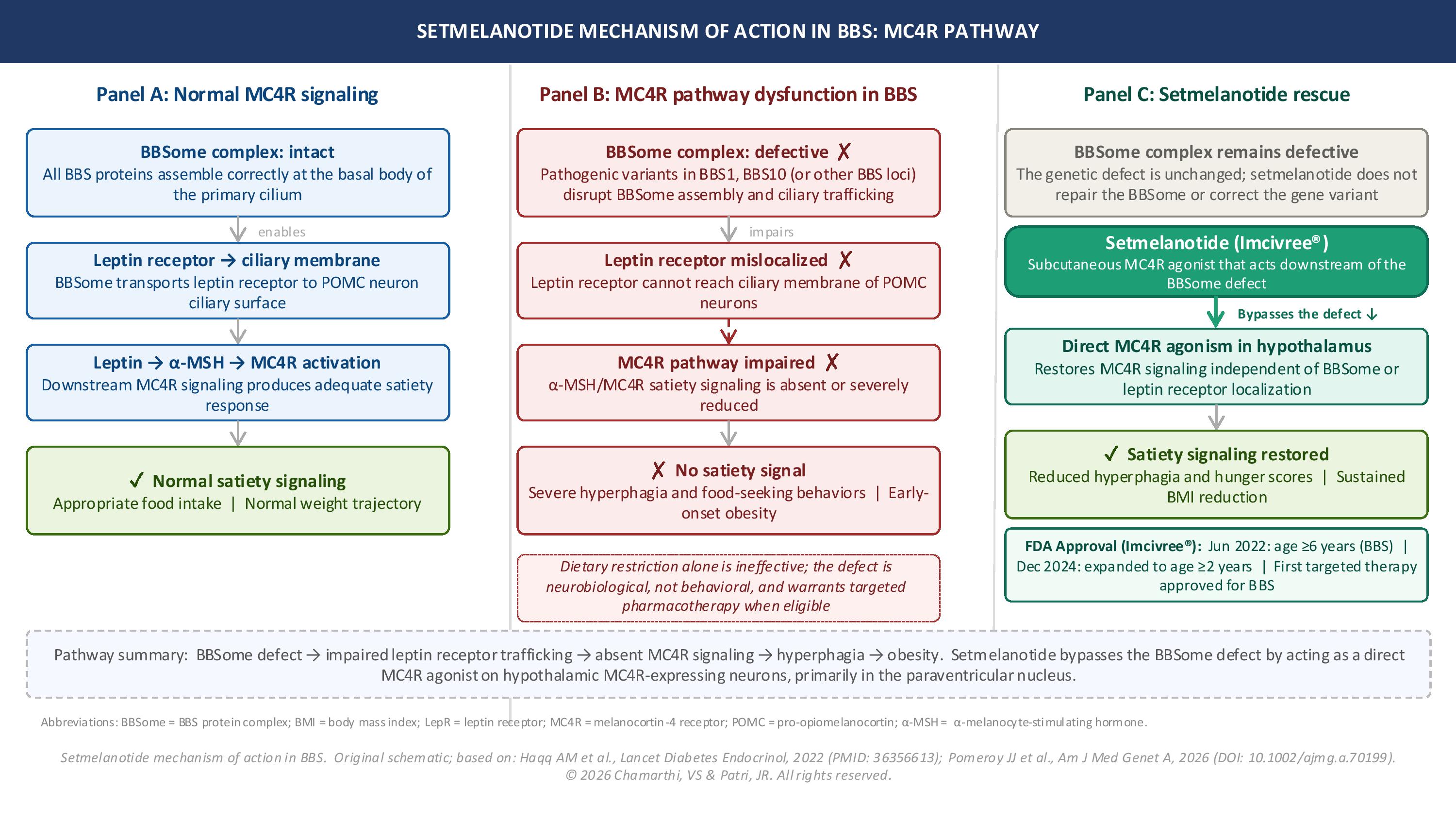 <p>Setmelanotide Mechanism of Action in Bardet-Biedl Syndrome