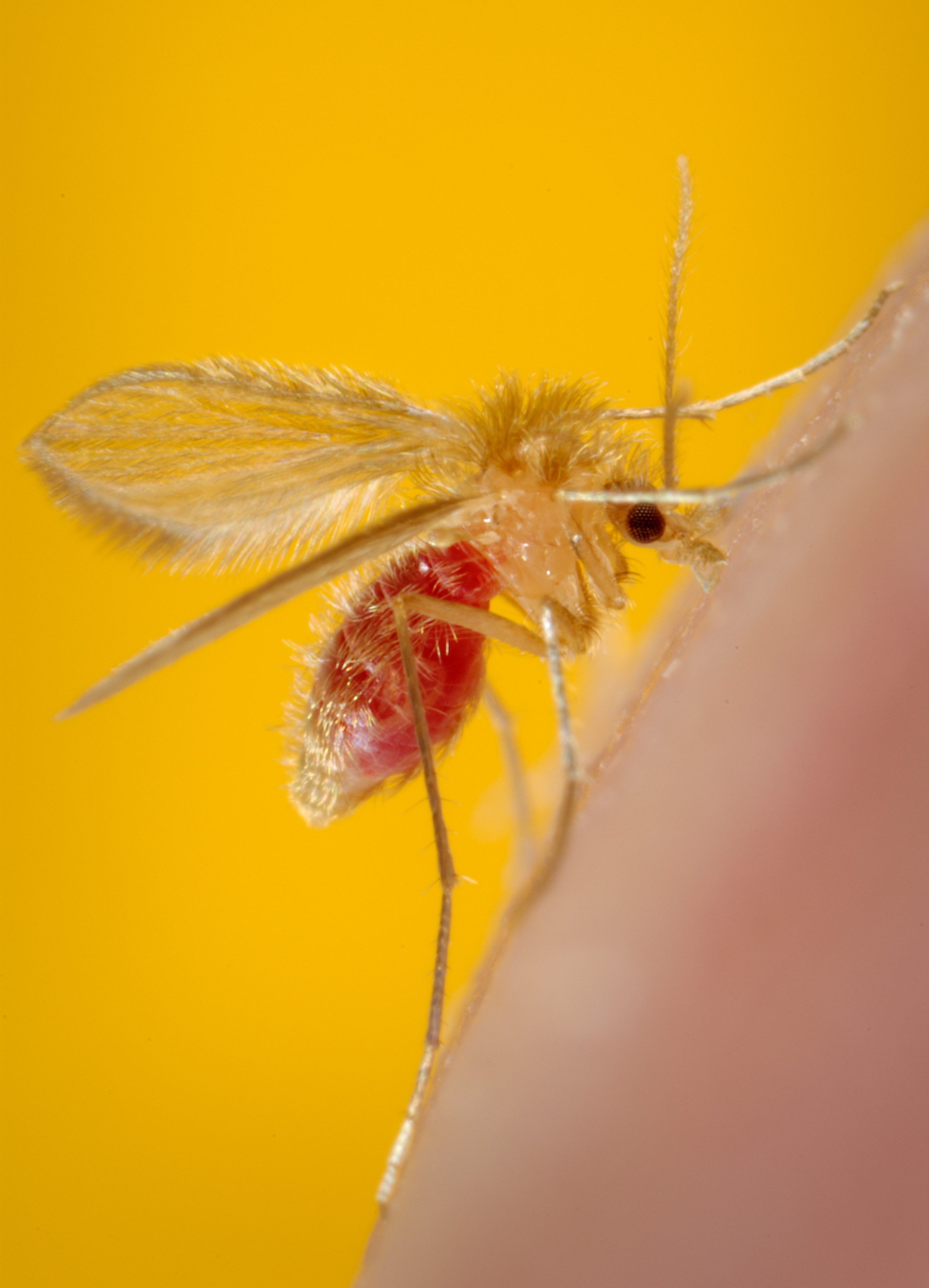 <p>Female <em>Phlebotomus papatasi</em> Sand Fly After a Blood Meal
