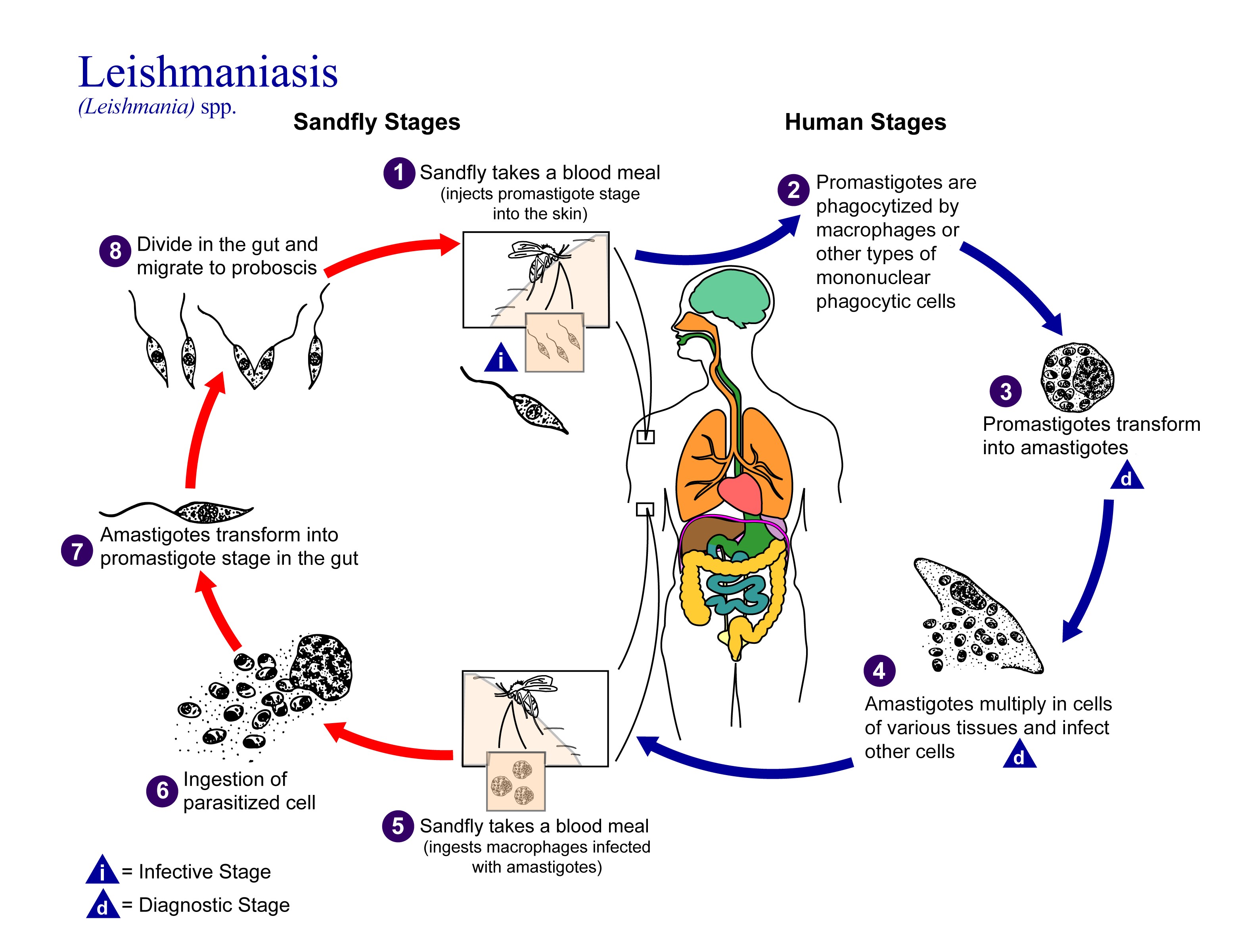 <p>Life Cycle of <em>Leishmania</em> Parasites