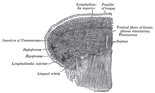 <p>The Mouth and Coronal Section of the Tongue