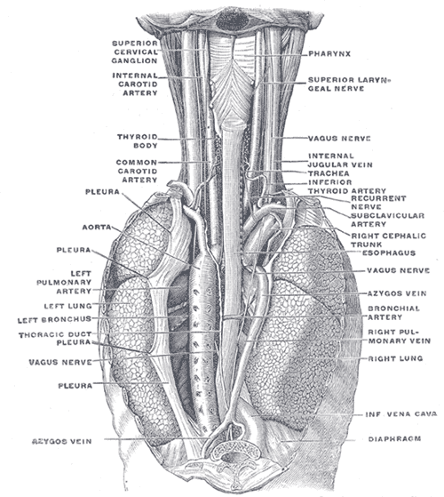 <p>Posterior View of the Pharynx, Esophagus, and Thoracic Structures