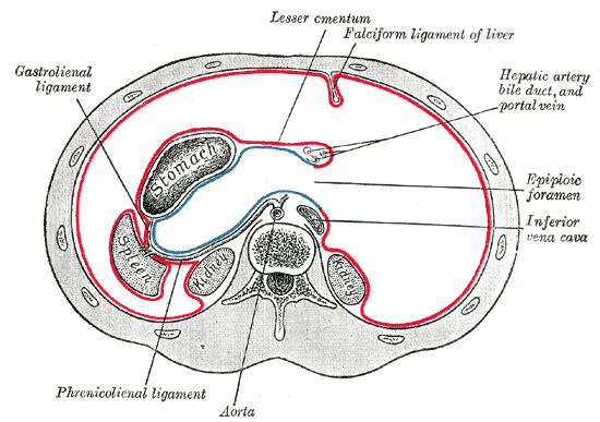 <p>Axial Anatomy of the Upper Abdomen