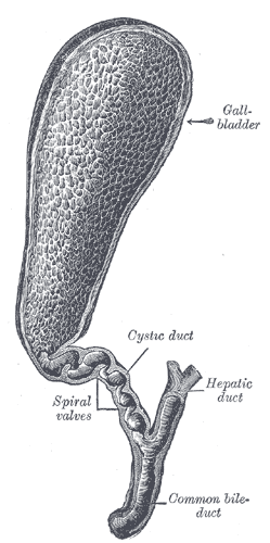 <p>Gallbladder and Bile Ducts