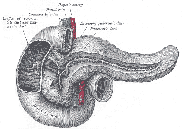 <p>Pancreatic Ducts and Duodenum Anatomy