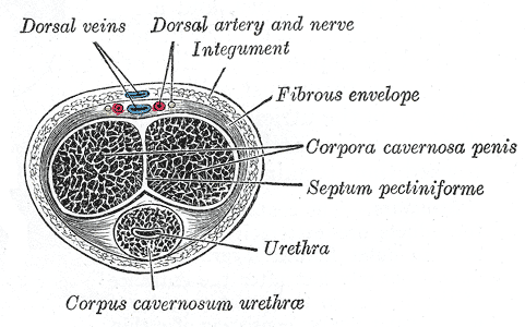 <p>Transverse Section of the Penis showing Corpus Cavernosum Urethrae, Urethra, Septum Pectiniforme, Corpora Cavernosa Penis,