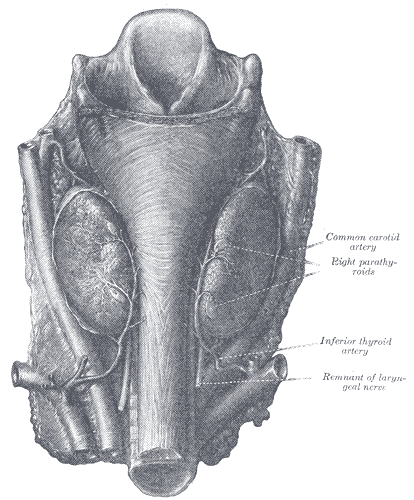 <p>Parathyroid Glands.</p>