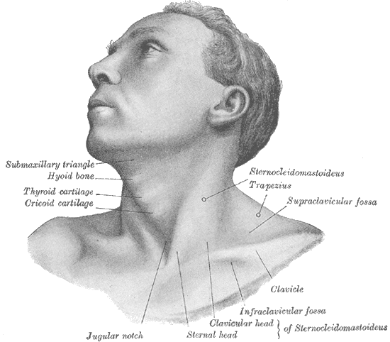 <p>Surface Anatomy of the&nbsp;Anterolateral Cervical Region