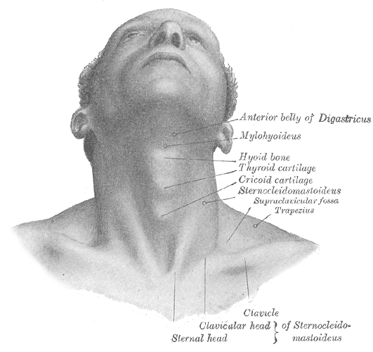 <p>Superficial Surface Anatomy of the Neck
