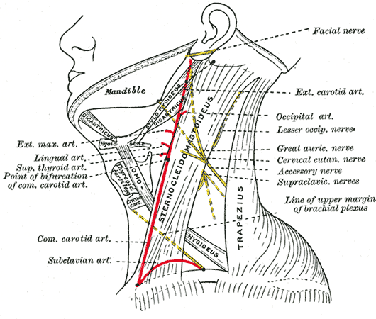 <p>Anatomical Structures of the Lateral Neck