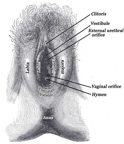 <p>External Genital Organs of the Female