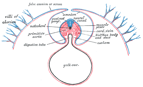 <p>Development of the Fetal Membrane and the Placenta