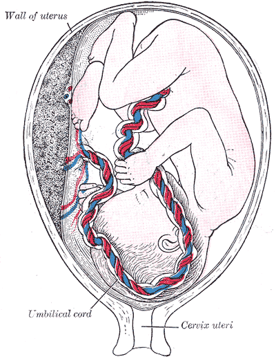 <p>Development of Fetal Membranes and Placenta