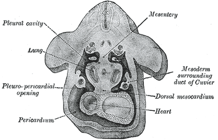<p>Development of the Body Cavities and Serous Membranes