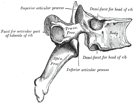 <p>Typical Thoracic Vertebra Anatomy