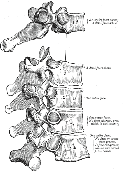 <p>Atypical Thoracic Vertebrae