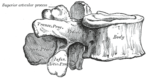 <p>Lumbar Vertebra, Lateral View.</p>