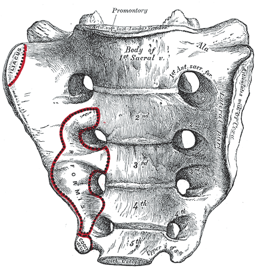 <p>Sacral and Coccygeal Vertebrae, Sacrum.</p>