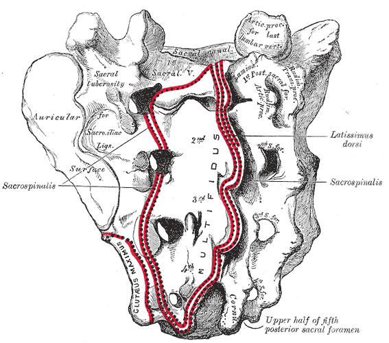 <p>Sacrum, Dorsal Surface.</p>