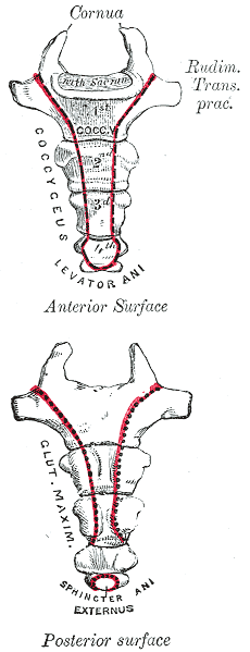 <p>Sacral and Coccygeal Vertebrae, Coccyx.</p>