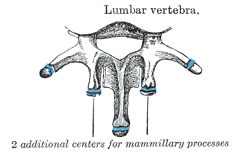 <p>Lumbar Vertebra