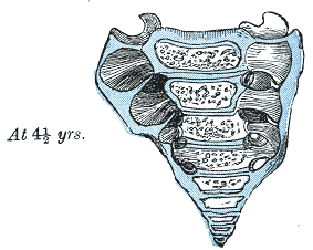 <p>Sacral Vertebrae, at Four and a Half Years.</p>