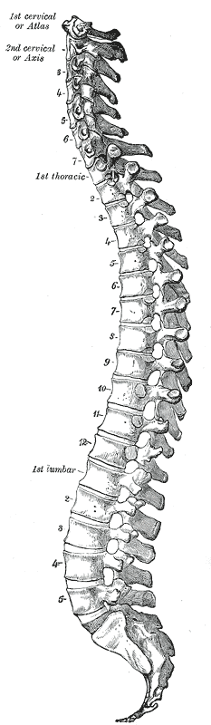 <p>Vertebral Column, Lateral View.</p>