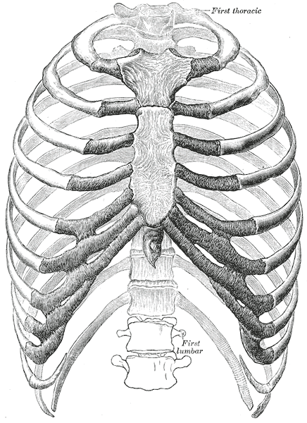 <p>Thorax, Anterior View.</p>