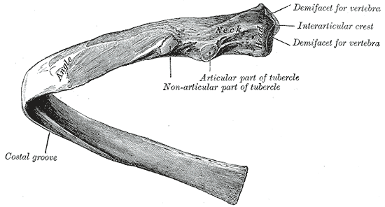 <p>Central Rib of the Left Side,&nbsp;Viewed From Behind.</p>