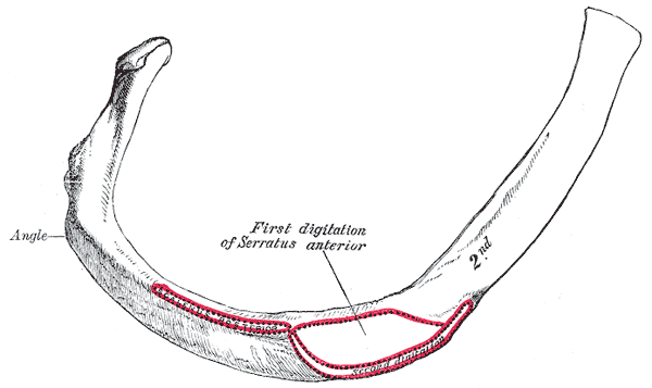 <p>Second Peculiar Rib.</p>