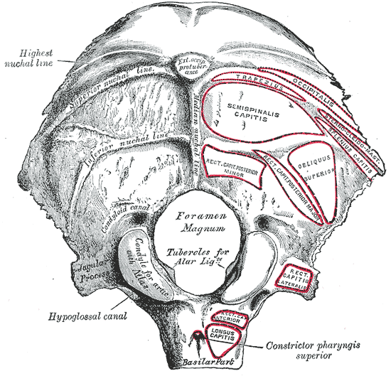 <p>Occipital Bone, Outer Surface
