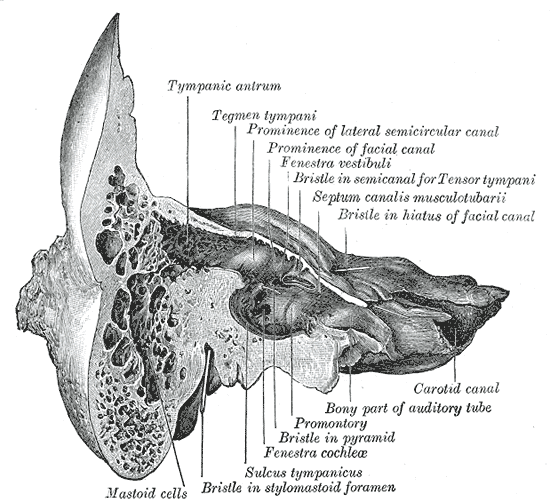 <p>Temporal Bone.&nbsp;This illustration depicts&nbsp;a Coronal section of the right temporal bone.</p>