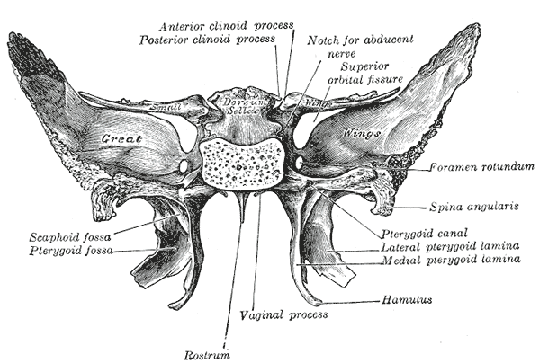 <p>Sphenoid Bone, Upper and Posterior Surfaces.</p>