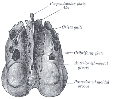 <p>Ethmoid Bone, From Above.</p>