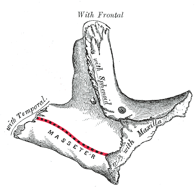 <p>Left Zygomatic Bone, Temporal Surface.</p>