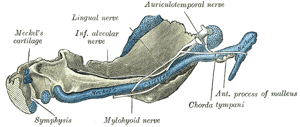 <p>Mandibular Development in a Human Embryo